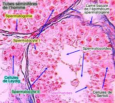 la physiologie de la fonction male. PHYSIO01